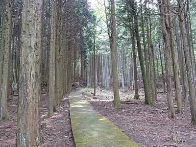 森の中に続く遊歩道
